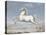 White Horse, 1560-99-Joris Hoefnagel-Stretched Canvas