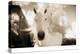 White Horse Black Nose-Theo Westenberger-Premier Image Canvas