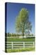 White Horse Fences and Tree in New Spring Foliage, Lexington, Kentucky-Adam Jones-Premier Image Canvas