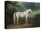 White Horse in a Wooded Landscape, 1791-Sawrey Gilpin-Premier Image Canvas