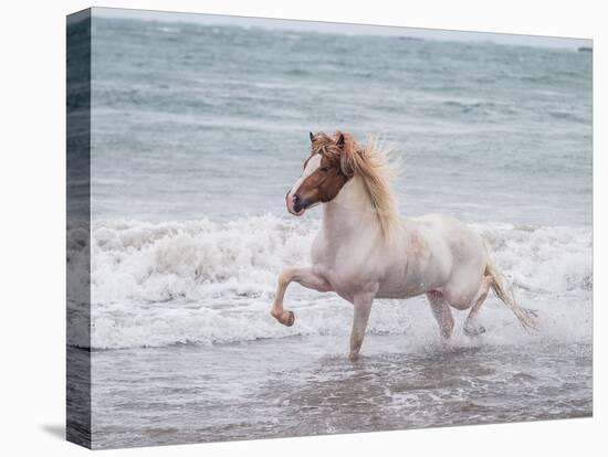 White Horse Running on the Beach, Iceland-Arctic-Images-Premier Image Canvas