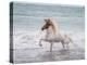 White Horse Running on the Beach, Iceland-Arctic-Images-Premier Image Canvas
