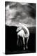 White Horse-null-Stretched Canvas