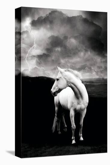 White Horse-null-Stretched Canvas