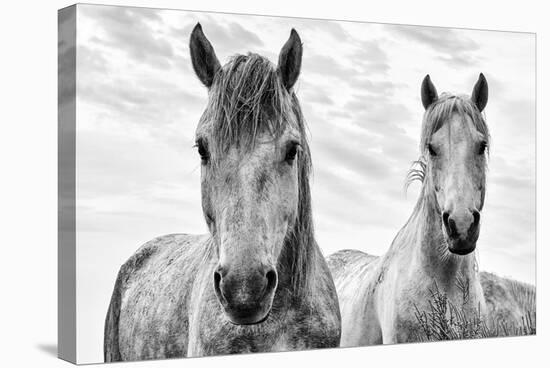 White Horses, Camargue, France-Nadia Isakova-Premier Image Canvas