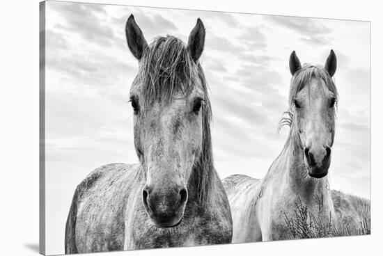 White Horses, Camargue, France-Nadia Isakova-Premier Image Canvas