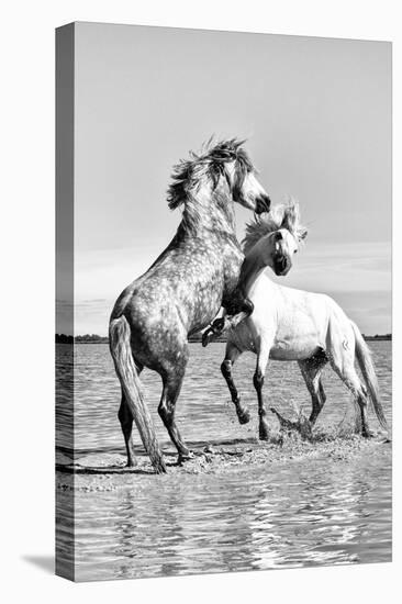 White Horses of Camargue Fighting in the Water, Camargue, France-Nadia Isakova-Premier Image Canvas