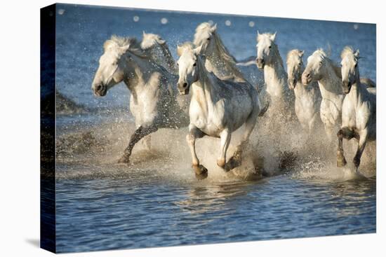 White Horses of Camargue, France, Running in Blue Mediterranean Water-Sheila Haddad-Premier Image Canvas