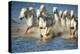 White Horses of Camargue, France, Running in Blue Mediterranean Water-Sheila Haddad-Premier Image Canvas