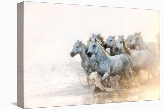 White Horses of Camargue Running in the Mediterranean Water at Sunrise-Sheila Haddad-Premier Image Canvas