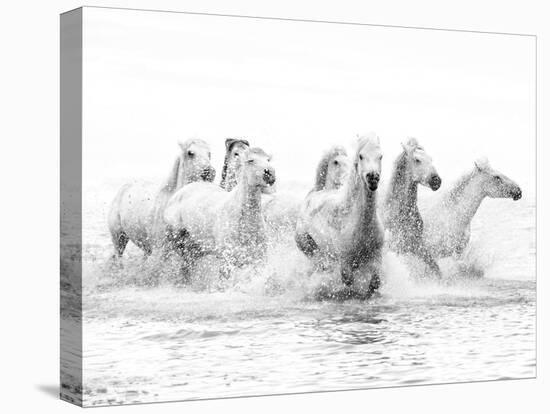 White Horses of Camargue Running Through the Water, Camargue, France-Nadia Isakova-Premier Image Canvas