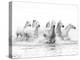 White Horses of Camargue Running Through the Water, Camargue, France-Nadia Isakova-Premier Image Canvas