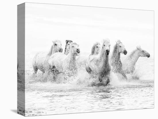 White Horses of Camargue Running Through the Water, Camargue, France-Nadia Isakova-Premier Image Canvas