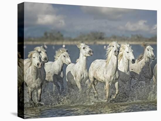 White Horses of the Camargue-PHBurchett-Premier Image Canvas