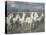 White Horses of the Camargue-PHBurchett-Premier Image Canvas