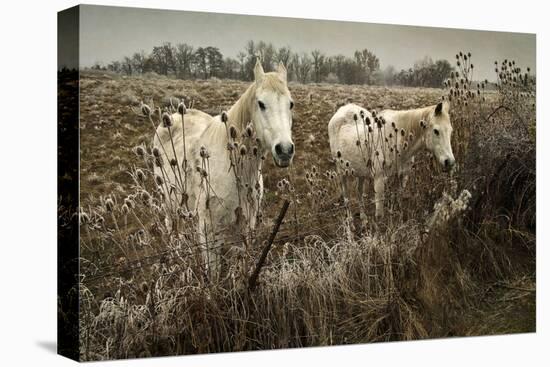 White Horses-David Winston-Stretched Canvas