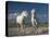 White Horses-Rostovskiy Anton-Premier Image Canvas