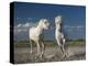 White Horses-Rostovskiy Anton-Premier Image Canvas