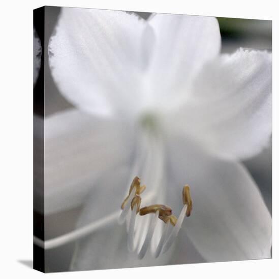 White Hosta Flower-Anna Miller-Premier Image Canvas