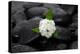 White Hydrangea and Wet Stones-crystalfoto-Premier Image Canvas