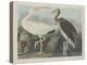White Ibis, 1834-John James Audubon-Premier Image Canvas