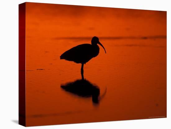 White Ibis at Sunset, Ding Darling National Wildlife Refuge, Florida, USA-Jerry & Marcy Monkman-Premier Image Canvas