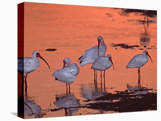 White Ibis, Ding Darling National Wildlife Refuge, Sanibel Island, Florida, USA-Charles Sleicher-Premier Image Canvas