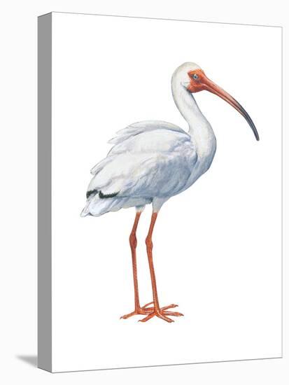 White Ibis (Eudocimus Albus), Birds-Encyclopaedia Britannica-Stretched Canvas