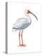 White Ibis (Eudocimus Albus), Birds-Encyclopaedia Britannica-Stretched Canvas