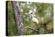 White Ibis-PETERLAKOMY-Premier Image Canvas