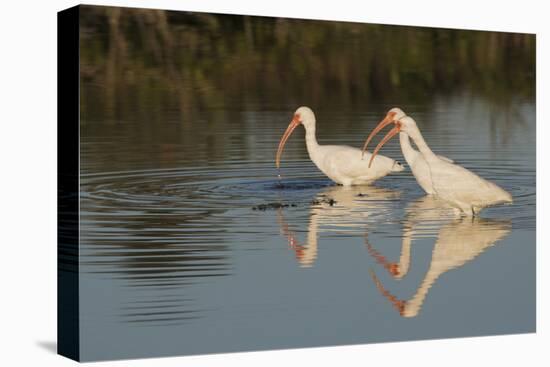 White ibises foraging-Ken Archer-Premier Image Canvas