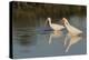 White ibises foraging-Ken Archer-Premier Image Canvas
