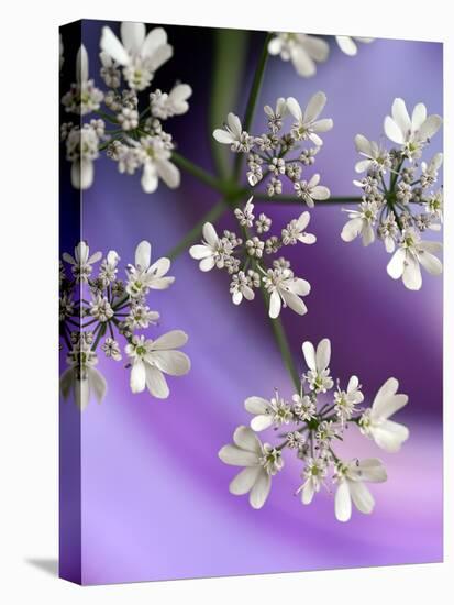 White In Purple-Heidi Westum-Premier Image Canvas