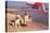 White Labradors at the Beach-null-Stretched Canvas