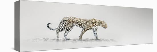 White Leopard-Bobbie Goodrich-Stretched Canvas