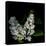 White Lilac 9-Magda Indigo-Premier Image Canvas