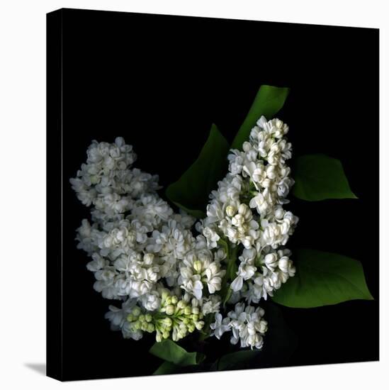 White Lilac 9-Magda Indigo-Premier Image Canvas