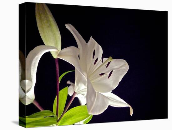 White Lilies I-Monika Burkhart-Premier Image Canvas