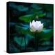 White Lily, 2021, (digital)-Scott J. Davis-Premier Image Canvas