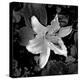 White Lily I-Rita Crane-Premier Image Canvas