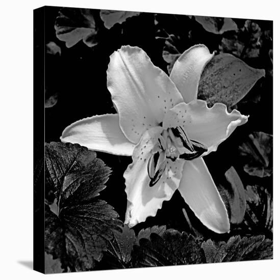 White Lily II-Rita Crane-Premier Image Canvas