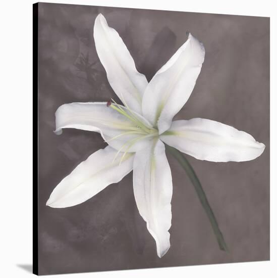 White Lily-Erin Clark-Stretched Canvas