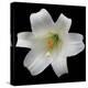 White Lily-Jim Christensen-Premier Image Canvas