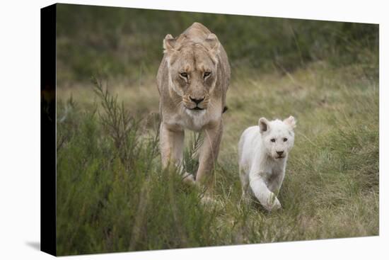 White Lion, Inkwenkwezi Game Reserve, Eastern Cape, South Africa-Pete Oxford-Premier Image Canvas