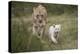 White Lion, Inkwenkwezi Game Reserve, Eastern Cape, South Africa-Pete Oxford-Premier Image Canvas