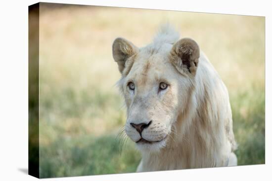 White Lion-mr anderson-Premier Image Canvas