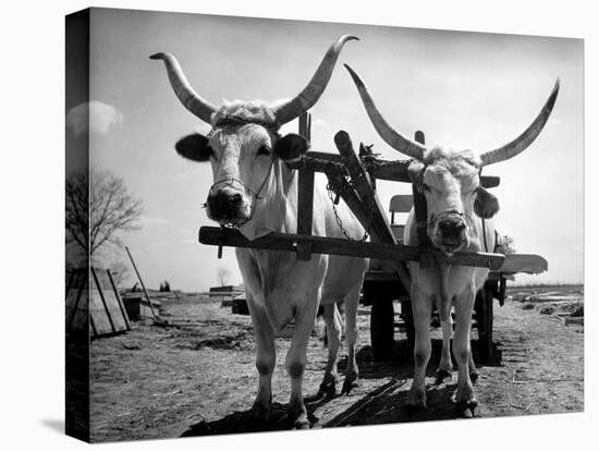 White Long-Horned Steers Teamed Up Like Oxen to Pull a Hay Wagon on the Anyala Farm-Margaret Bourke-White-Premier Image Canvas