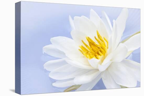 White Lotus Flower or Water Lily Floating-elenathewise-Premier Image Canvas