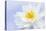 White Lotus Flower or Water Lily Floating-elenathewise-Premier Image Canvas