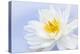 White Lotus Flower or Water Lily Floating-elenathewise-Premier Image Canvas